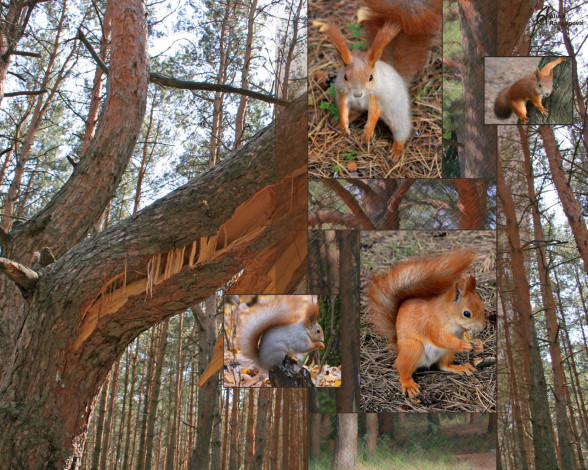 Обои картинки фото белка, животные, белки