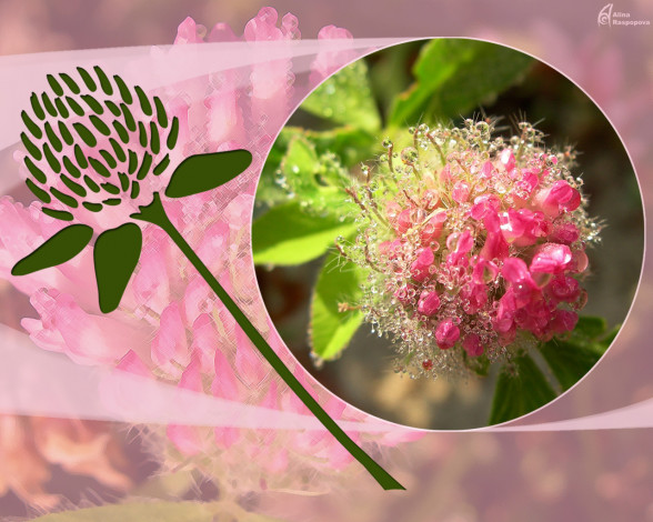 Обои картинки фото клевер, цветы, луговые, полевые