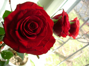 Картинка alexandr отражение цветы розы