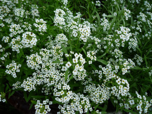 Картинка цветы