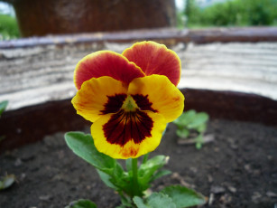 Картинка цветы анютины глазки садовые фиалки