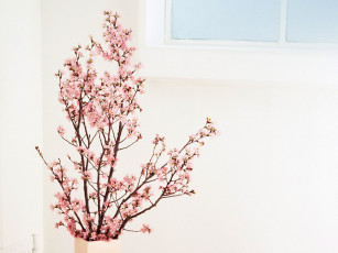 Картинка цветы цветущие деревья кустарники