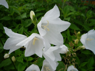 Картинка цветы колокольчики