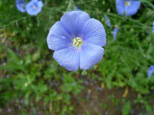 Картинка цветы луговые полевые