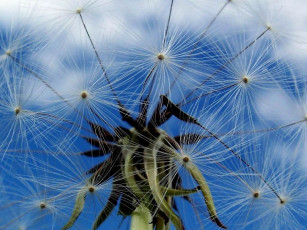 Картинка цветы одуванчики