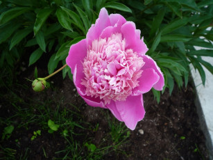 Картинка цветы пионы