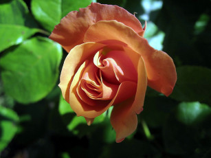 Картинка цветы розы