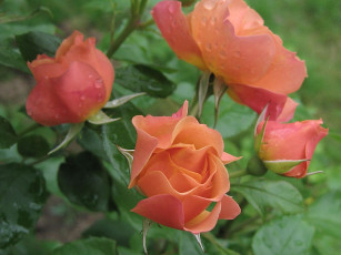 Картинка цветы розы