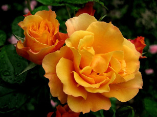 Картинка цветы розы