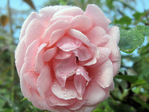 Картинка цветы розы