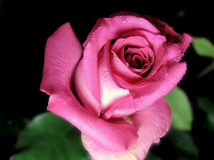 Картинка цветы розы