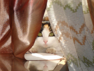 Картинка животные коты