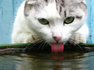 Картинка животные коты