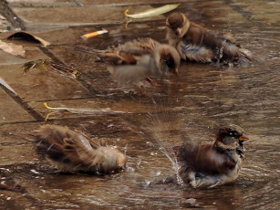 Картинка животные воробьи