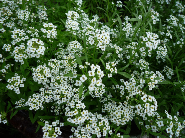 Обои картинки фото цветы