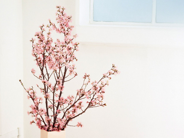 Обои картинки фото цветы, цветущие, деревья, кустарники