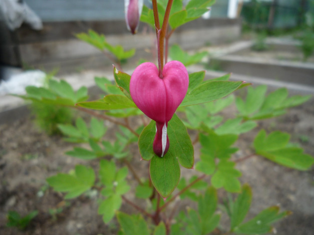 Обои картинки фото цветы, дицентра, разбитое, сердце