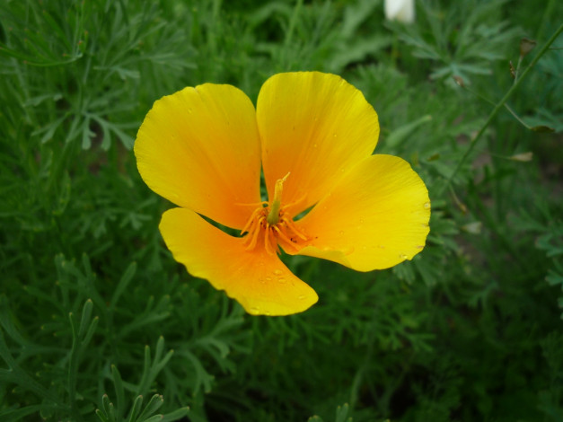 Обои картинки фото цветы, эшшольция