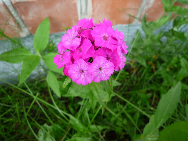 Обои картинки фото цветы, гвоздики