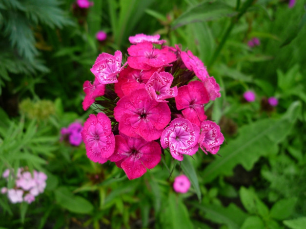 Обои картинки фото цветы, гвоздики