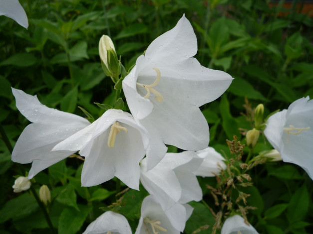 Обои картинки фото цветы, колокольчики