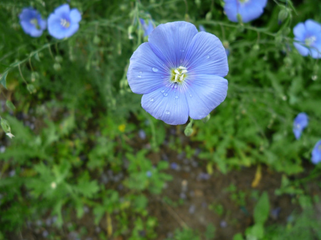 Обои картинки фото цветы, луговые, полевые