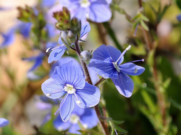 Обои картинки фото цветы, немофилы, вероники
