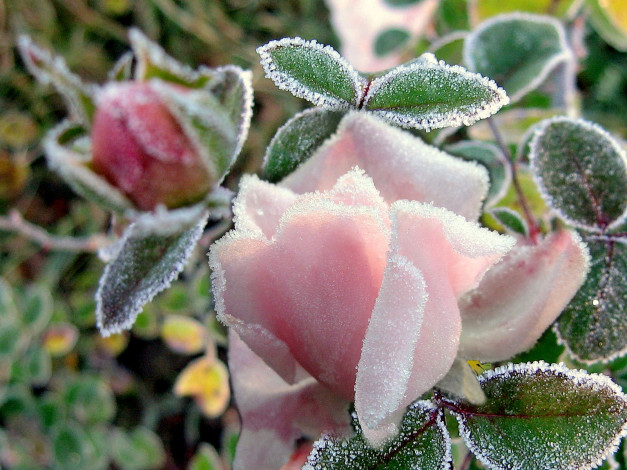 Обои картинки фото цветы, розы