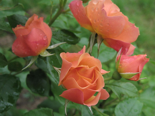 Обои картинки фото цветы, розы