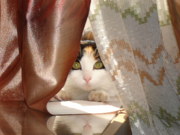 Обои картинки фото животные, коты