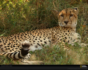 Картинка животные гепарды