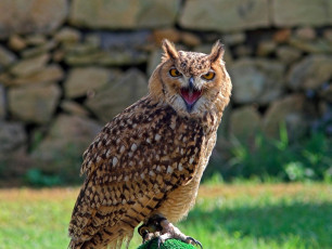 Картинка животные совы