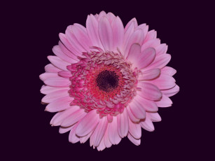 Картинка цветы герберы