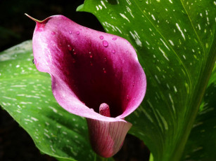 Картинка цветы каллы