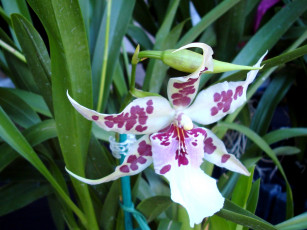 Картинка цветы орхидеи