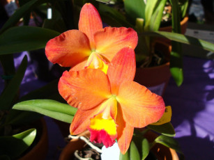 Картинка цветы орхидеи