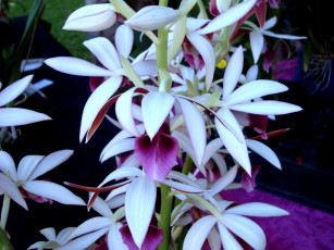 Картинка цветы орхидеи