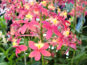 Картинка цветы орхидеи