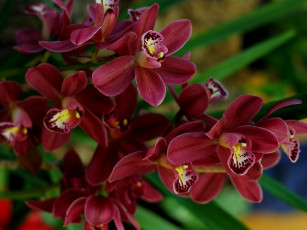 Картинка цветы орхидеи