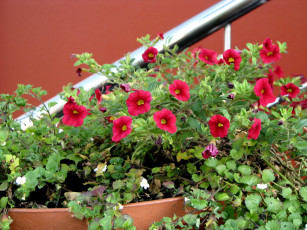 Картинка цветы петунии калибрахоа