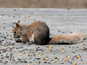 Картинка животные белки