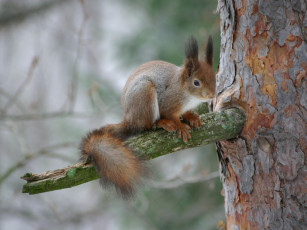 Картинка животные белки