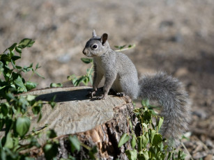 Картинка животные белки