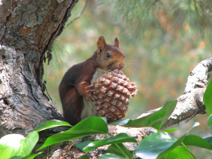 Картинка животные белки