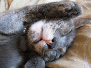 Картинка животные коты