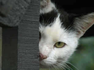 Картинка животные коты