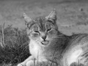 Картинка животные коты