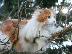 Картинка животные коты