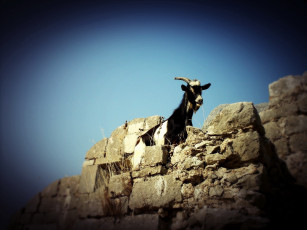 Картинка животные козы