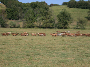 Картинка животные лошади